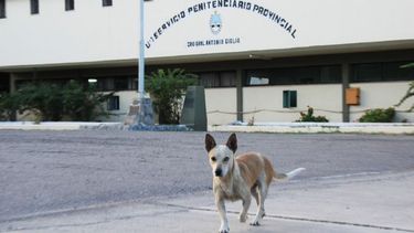 Los presos adiestrarán perros de la cárcel y los darán en adopción
