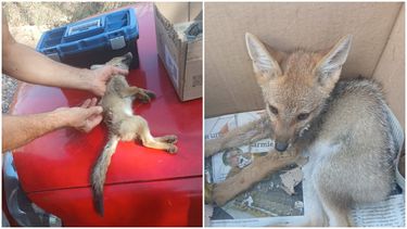 La historia de rescate del zorrito de apenas de un mes de vida que fue atropellado y no volverá a caminar