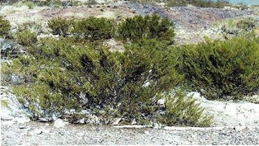 ¡Descubrimiento histórico!: la jarilla se puede convertir en una estrella de la cosmética