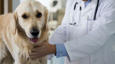 Mirá el nuevo calendario de esterilización gratuita de mascotas en San Juan