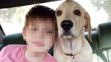 Amores perros: el esperado reencuentro entre un niño con epilepsia y su fiel compañero