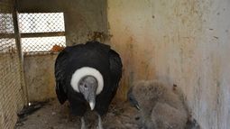 De festejo: conocé al segundo cóndor andino que nació en el Faunístico