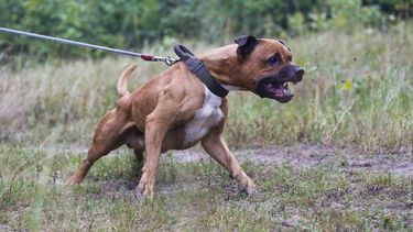 Un perro cruza con pitbull atacó a un niño en Chimbas