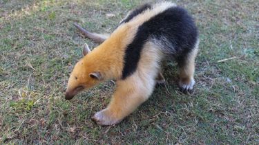 El oso melero que encontraron en Valle Fértil ya tiene dónde vivir