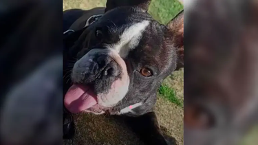 Ofrecen $500.000 para recuperar a dos perros que desaparecieron en Capital