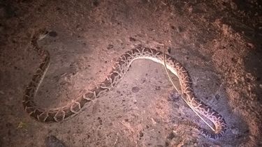 Atraparon una víbora de 2 metros en una casa de Pocito