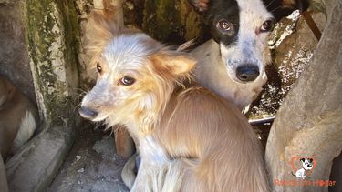 Piden ayuda para asistir a los perros y gatos sobrevivientes de la casa del horror