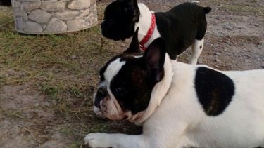 Le robaron sus Bulldog Francés, se arrepintieron, y los devolvieron