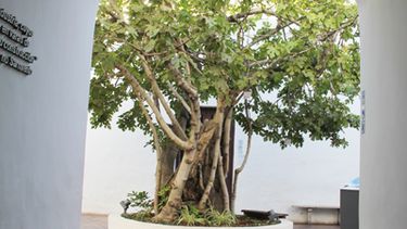 La higuera de Doña Paula