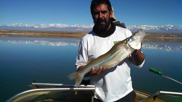 Matungos en Cuesta del Viento, virales en las redes