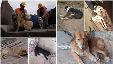 Erradicación: la cantidad de perros abandonados subió y los dueños podrían ser multados
