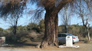 El algarrobo del caudillo