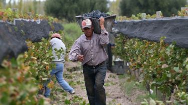 Curso teórico práctico para obrero de viña