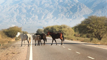 Vecinos de Zonda aseguran que denunciaron la presencia de animales sueltos días antes de la tragedia