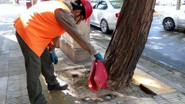 Capital se convirtió en el primer departamento en sanear sus árboles