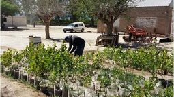 Comienza la venta de plantas en los viveros provinciales