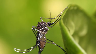 Contra el dengue: Brasil inaugura una fábrica de mosquitos modificados