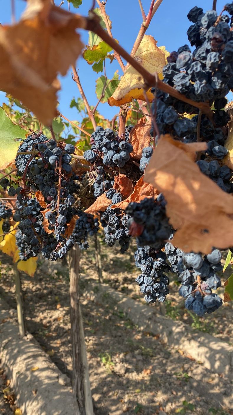&nbsp;Uvas en un vi&ntilde;edo de La Bebida: con 15 d&iacute;as sin regar y las altas temperaturas, los racimos se est&aacute;n haciendo pasas.&nbsp;&nbsp;