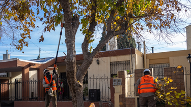 Avanza con éxito el operativo de poda en Rivadavia y calculan terminar antes de lo previsto