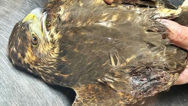 Indignante: en San Juan, encontraron un halcón herido de bala y no podrá volver a volar