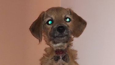 Indignante: intentaron ahorcar a una perra atrás del Matadero