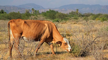 Los productores ganaderos de San Juan atribuyen al uso de cañones rompetormentas la falta de lluvias que esta afectando la provision de pasturas al ganado.&nbsp;