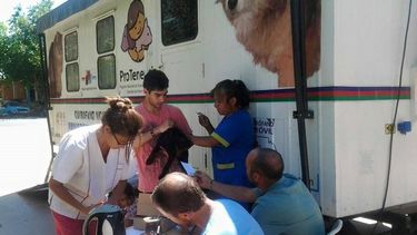 Castración de mascotas en Pocito