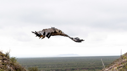 Cómo es el seguimiento del águila coronada que fue liberada en Sarmiento.
