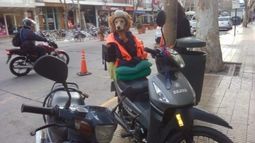 Con casco y chaleco, una perrita sanjuanina viaja con su dueña por todas partes