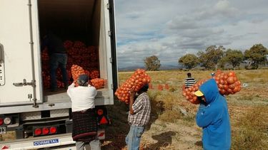 Cebollas, tomates, berenjenas y pimientos de Jáchal e Iglesia, a Veladero