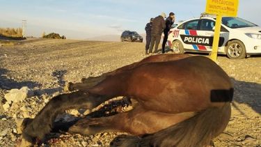 A una sanjuanina se le atravesó una tropilla de caballos en la ruta y casi no la cuenta: se reaviva un problema que no tiene fin
