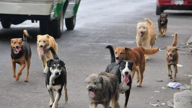 Por qué la Ley Lara no funciona y qué hizo Holanda para terminar con los perros callejeros