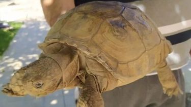 Buscan al sanjuanino que se le escapó la tortuga en el Barrio Camus