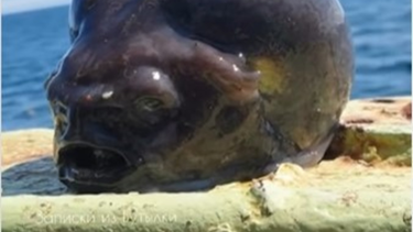 Encontraron a un pez con forma de alien y se generó un gran revuelo en las redes