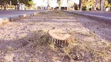 Tras la polémica tala de árboles, Ambiente decidió sancionar a Zonda