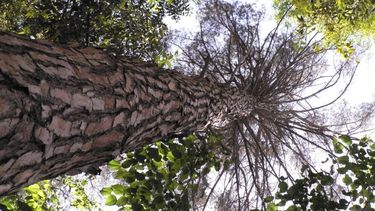 Bosques Urbanos, la iniciativa de la Secretaría de Ambiente para contrarrestar la “isla de calor”