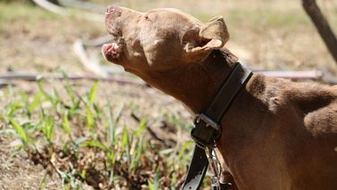 Bomberos, los primeros que podrían intervenir en el caso de la pitbull violenta