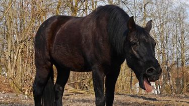 La cabalgata seguirá suspendida hasta que haya pasado el riesgo