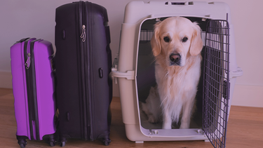 La Justicia de Europa le puso un precio al extravío de una mascota por parte de una aerolínea.