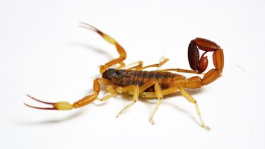 Estrenan una app sanjuanina para detectar especies venenosas