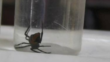 Un hombre de Albardón fue picado por una viuda negra.