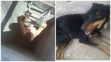 Se animó y emocionó a todos al salvar a una perrita