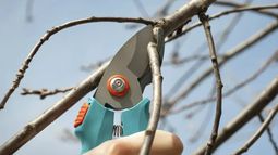 La temporada de poda del arbolado público finaliza este 30 de agosto.