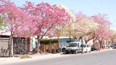 Un túnel de pétalos de colores