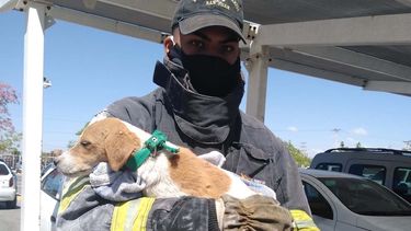 En una emocionante escena, Bomberos Voluntarios rescataron a un perrito en Chimbas