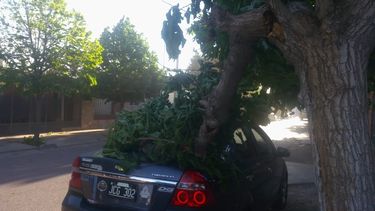 Efectos del zonda: gigantesca rama aplastó a un auto en Trinidad