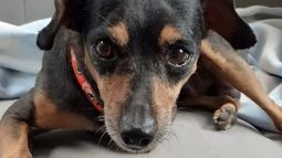 Buscan a un perrito perdido desde hace casi un mes en Rivadavia