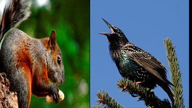 El Gobierno de San Juan defendió la presencia de gavilanes y ahora preocupan las ardillas y unas simpáticas aves