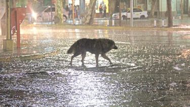 Mucha lluvia y cortes de luz pero sin granizo