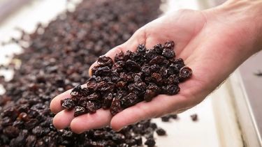 Las pasas de uva y el mosto tienen gran potencial de incrementar las exportaciones de Argentina, segun indica un inform nacional (Imagen ilustrativa). Las pasas de uva y el mosto tienen gran potencial de incrementar las exportaciones de Argentina, segun indica un inform nacional (Imagen ilustrativa).